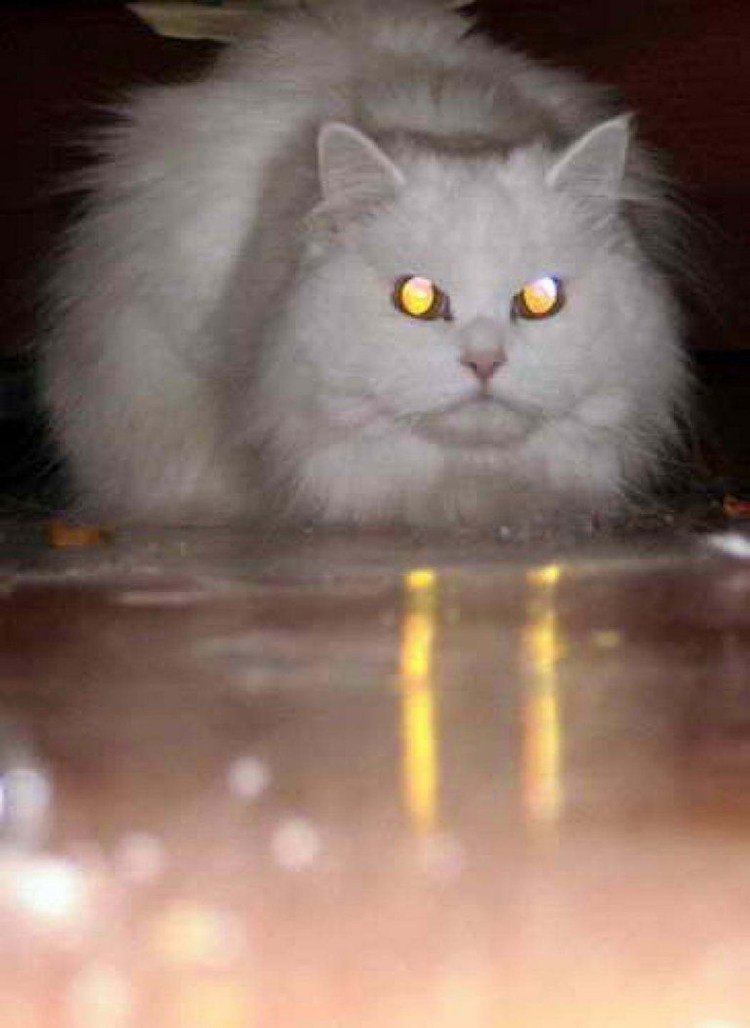 Коты со светящимися глазами