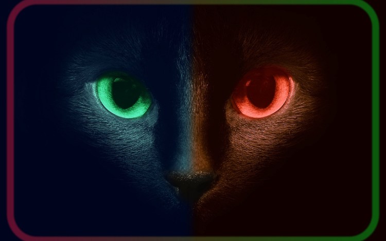 Глаза кошки