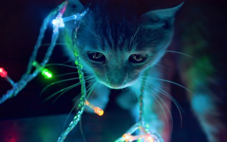 Чёрный кот арт