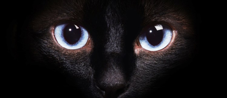 Тапетум Люцидум