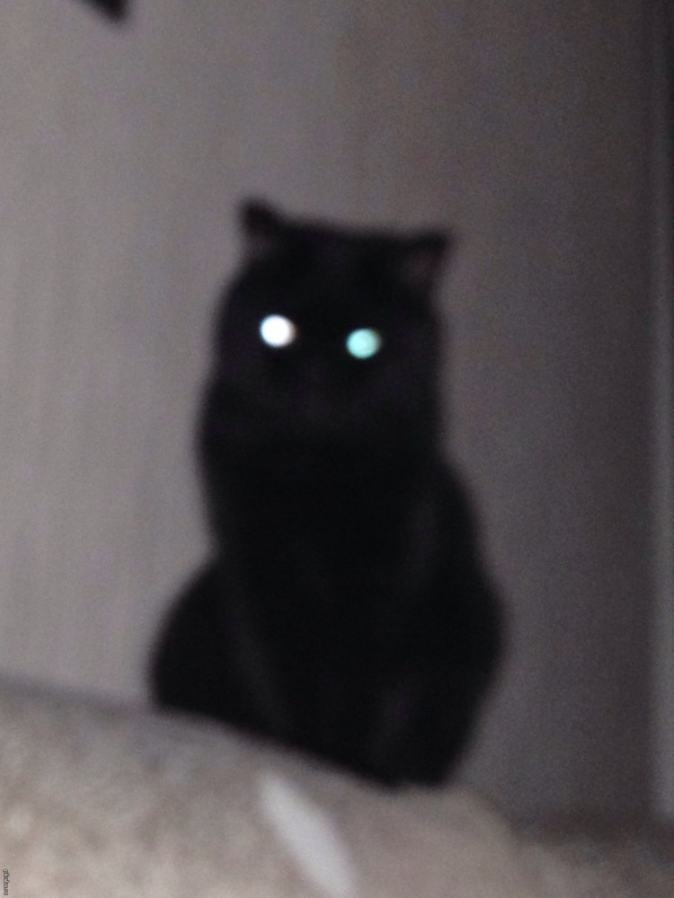 Черный кот со светящимися глазами