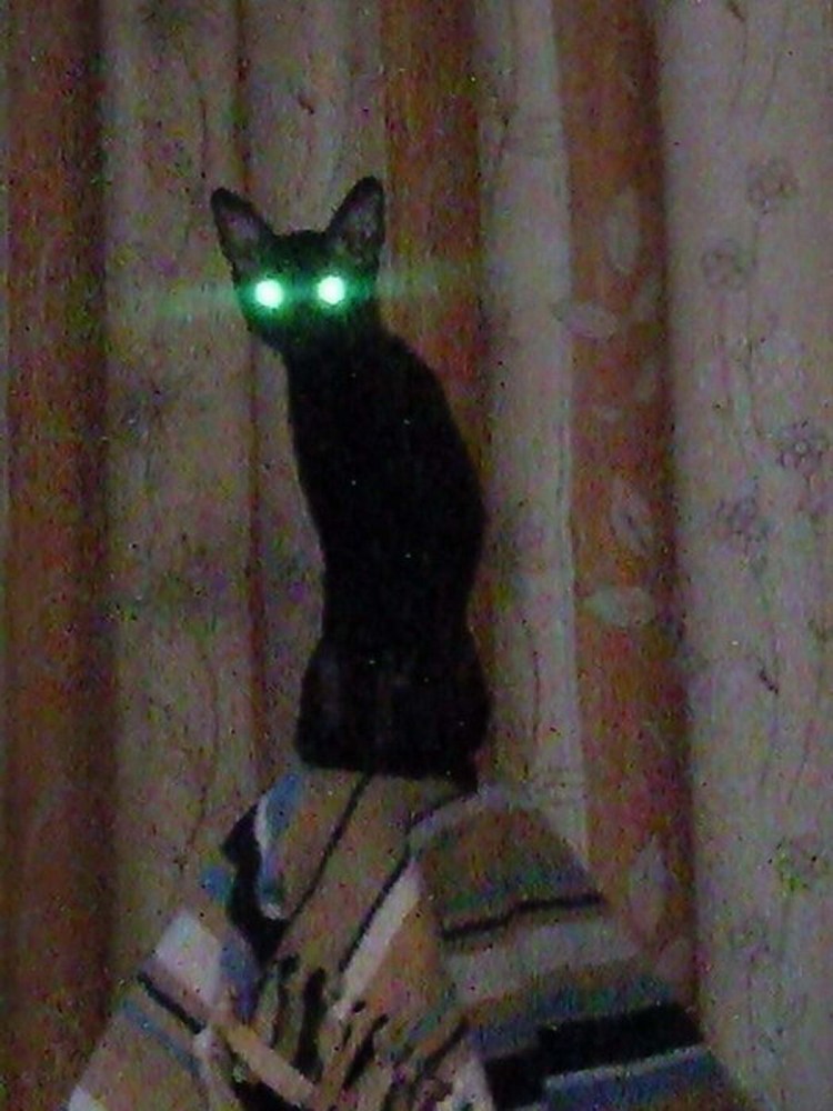 Кот с горящими глазами