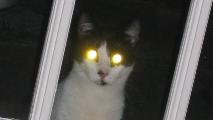У кота светятся глаза