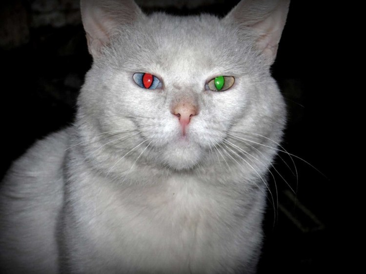 Глаза кошки в темноте