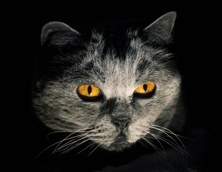 Кот у которого светятся глаза