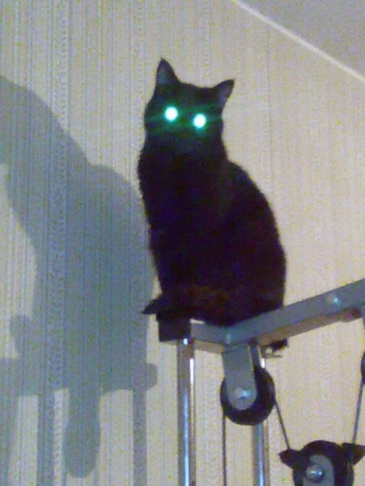 Кошка со светящемся глазами