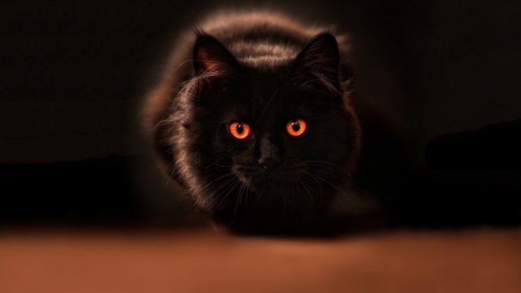 Святящиеся глаза у кошки