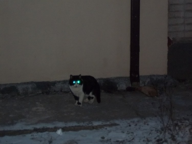 Серый кот со светящимися глазами