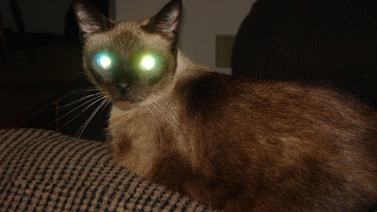 Кот с горящими красными глазами