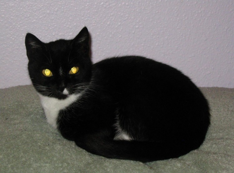 Глаза котов в темноте