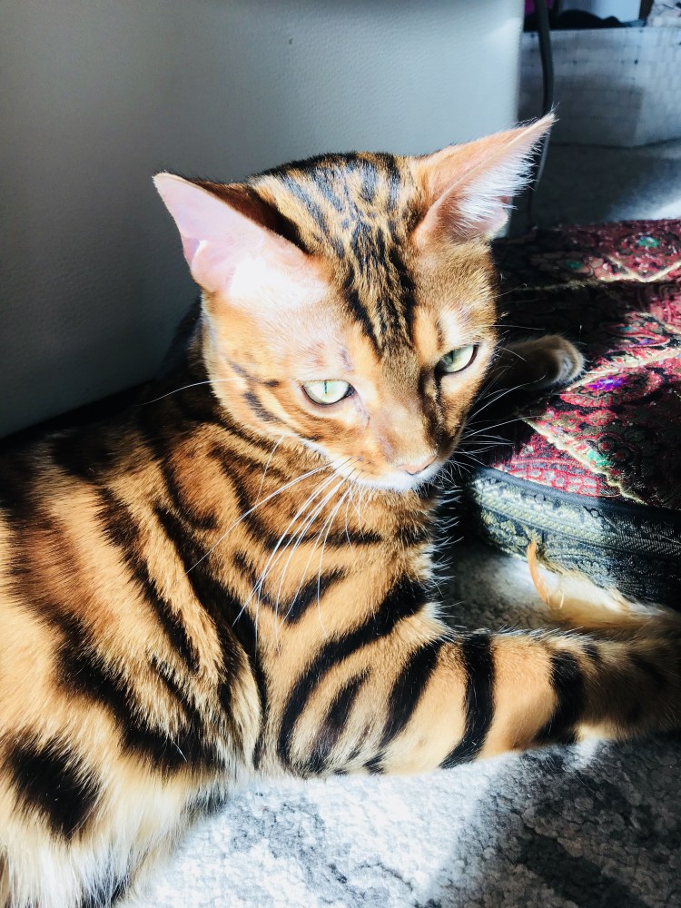 Бенгал тигровый окрас