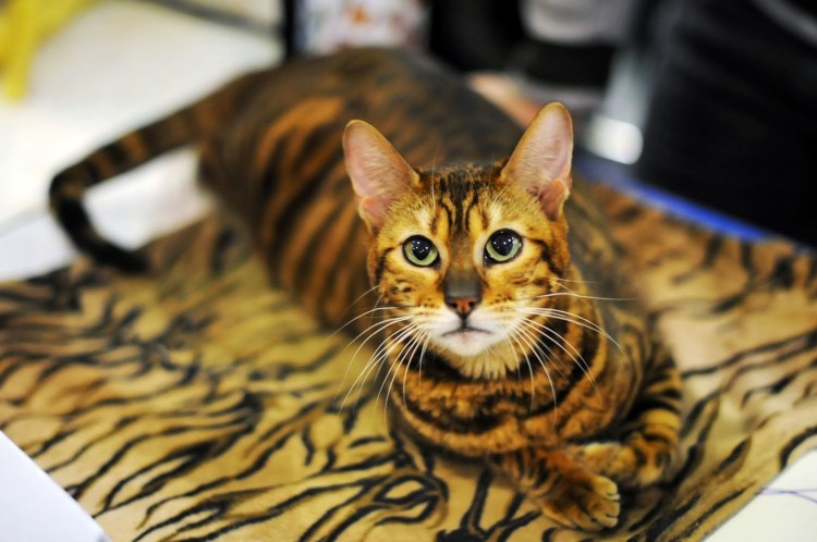 Бенгальская кошка табби