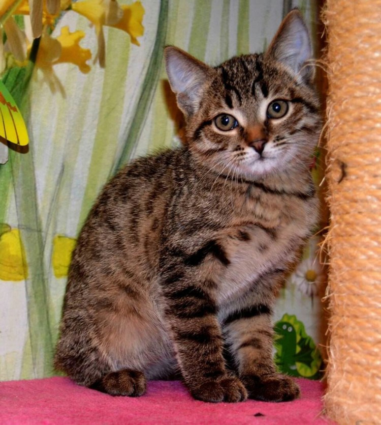 Бенгальская кошка тигровая