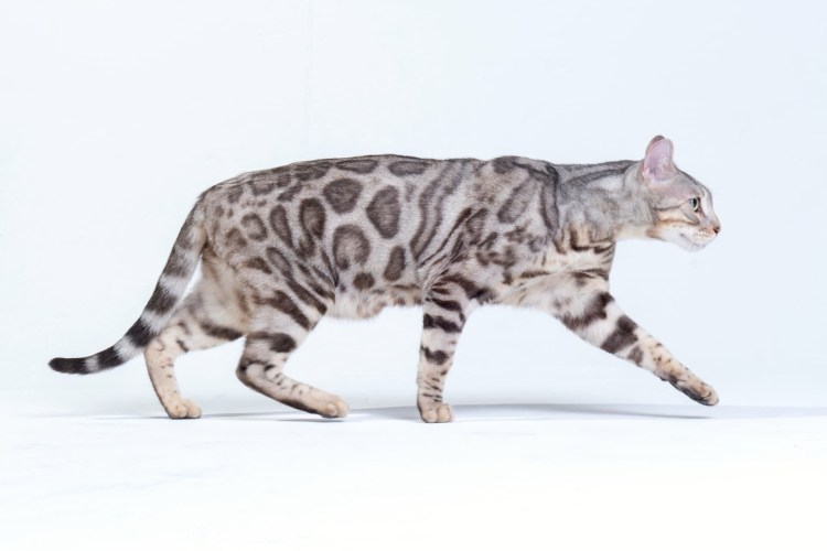 Окрасы бенгалов