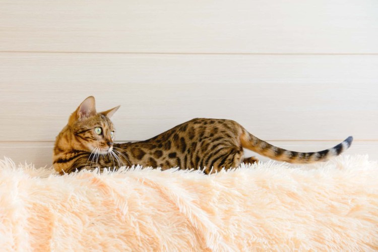 Окрас бенгальской кошки 3 д