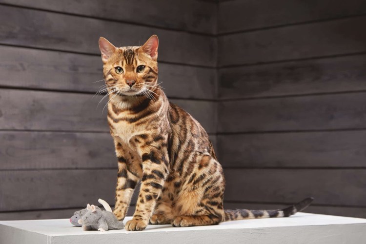 Бенгал окрас