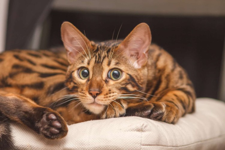 Бенгалы брауны