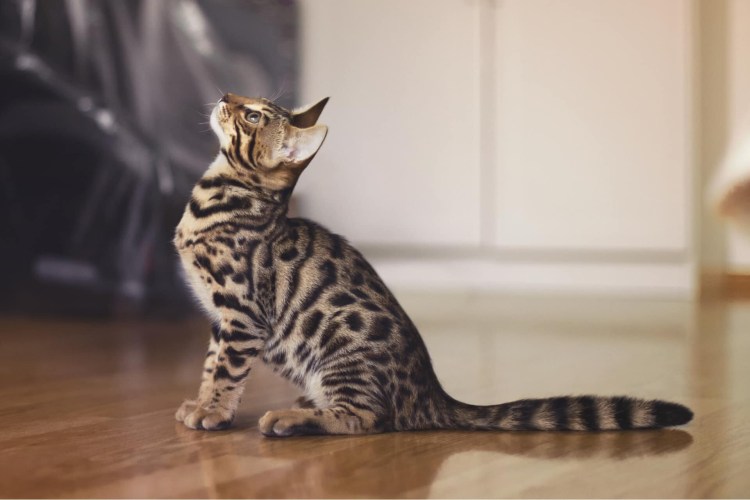 Блю тебби Бенгальская кошка