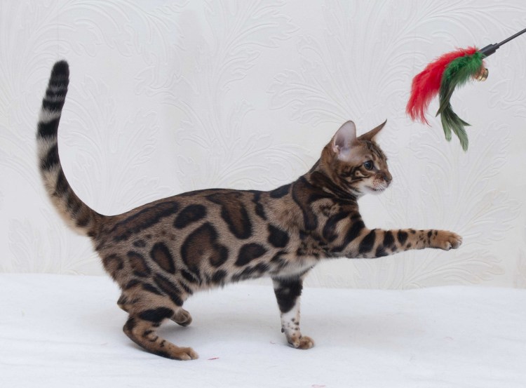 Бенгальская Саванна кошка
