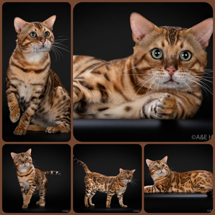 Бенгальская кошка окрасы