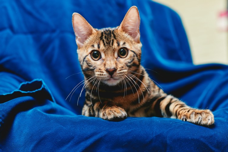 Бенгал окрас