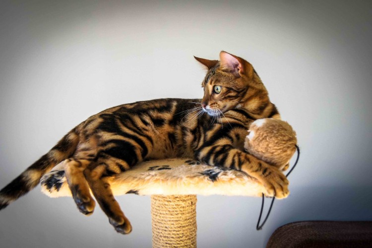 Золотой мрамор бенгал