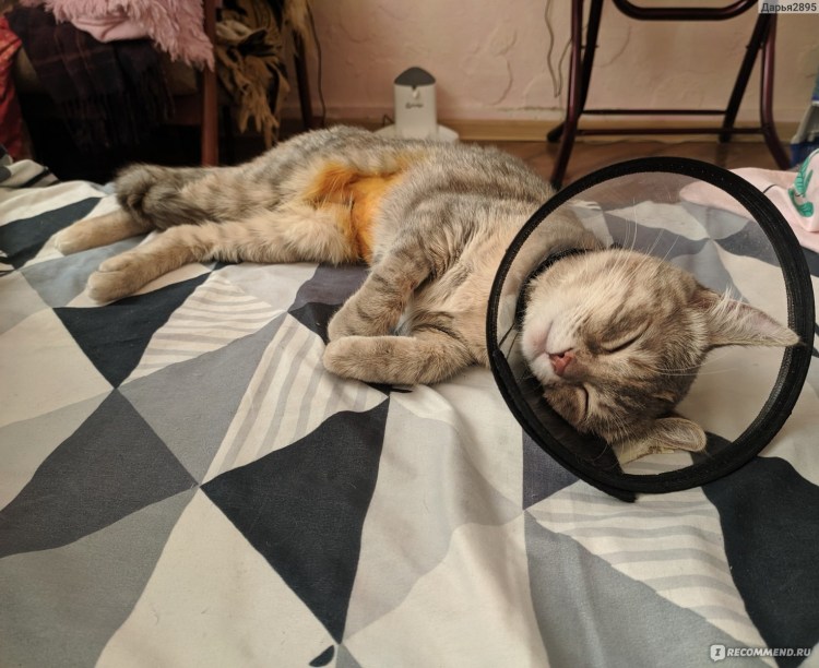 Стерилизация кошки фото