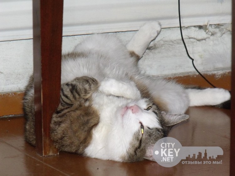 Машинка кота после кастрации