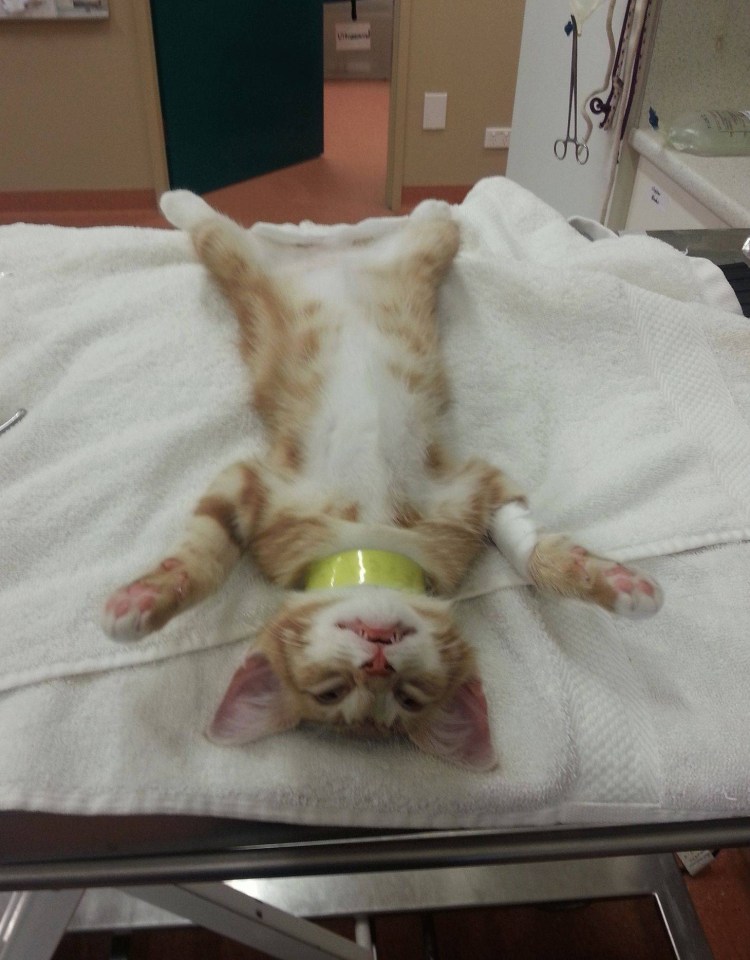 Месячный котик