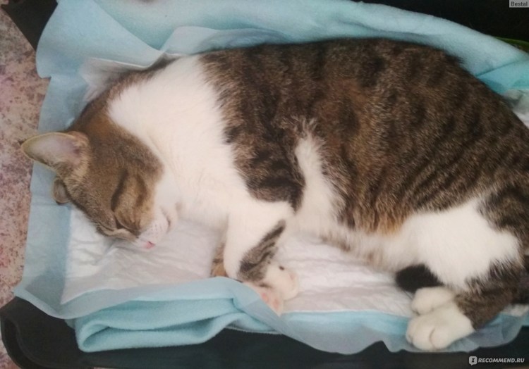 Котэ процедура