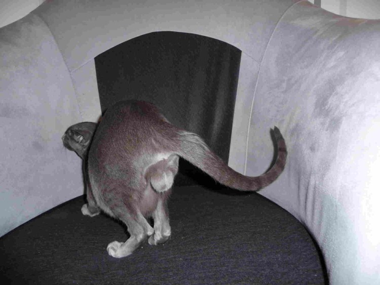 Яйца кота после кастрации