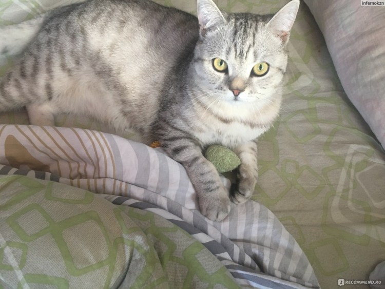 Овариогистерэктомия кошки