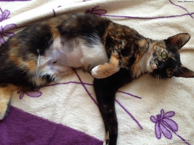 Беременность и роды у кошек