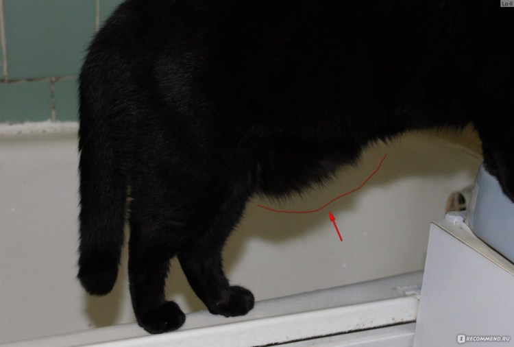 Стерилизация кошек Брянск