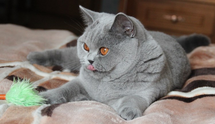 Стрижка короткошерстных кошек