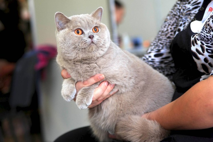 Стрижка короткошерстных кошек