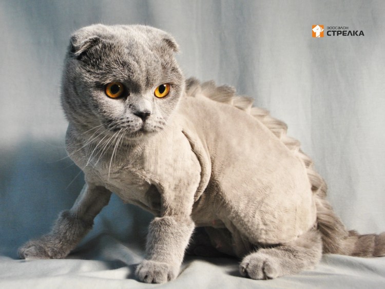 Британец кот