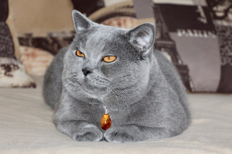 Стрижка кота шотландского вислоухого