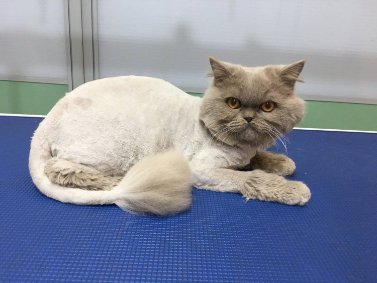 Стрижка скоттиш страйт