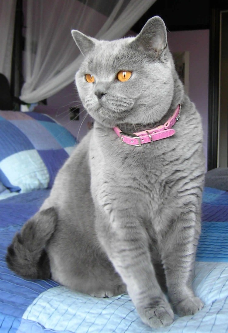 Стрижка британских кошек