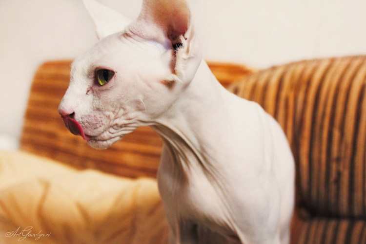 Альбиносы ориенталы