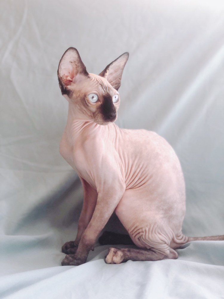 Котенок альбинос сфинкс