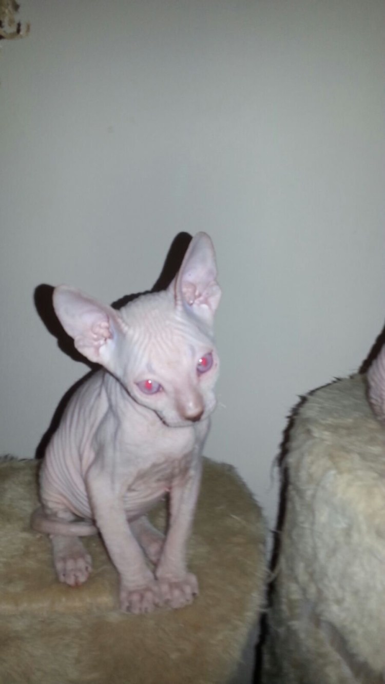 Москва питомник порода кошек сфинкс