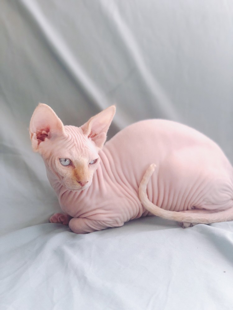 Донской сфинкс альбинос