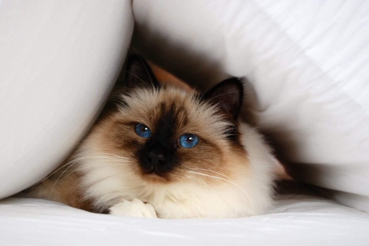 Сиамская длинношерстная