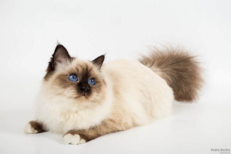 Бирманская (Священная бирманская)