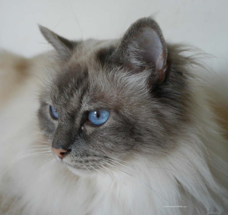 Рэгдолл черный