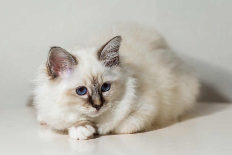 Священная Бирма длинношерстная