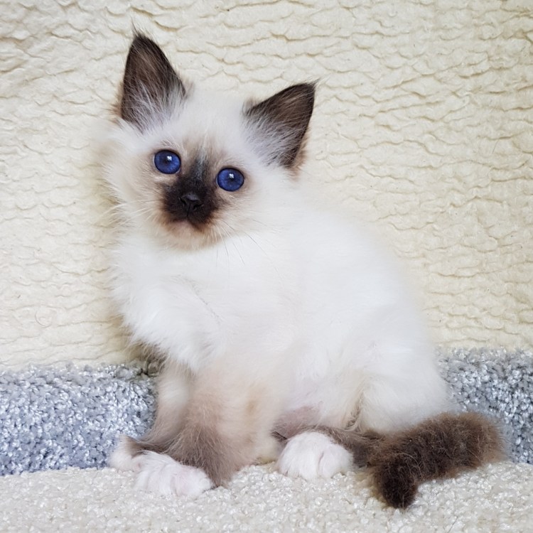 Бирманская (Священная Бирма)