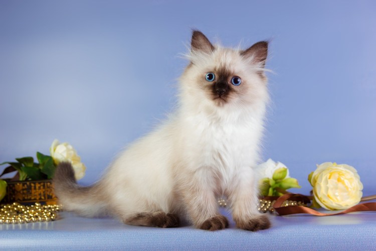 Бирманская кошка купить в Туле